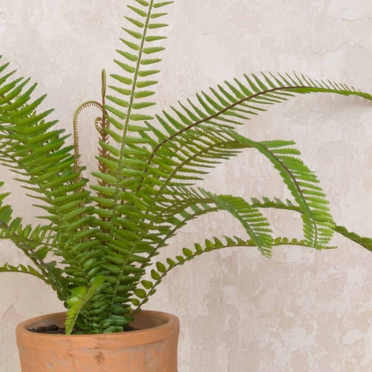 A potted Boston Fern with light green leafy foliage in a terracotta pot against a white background.