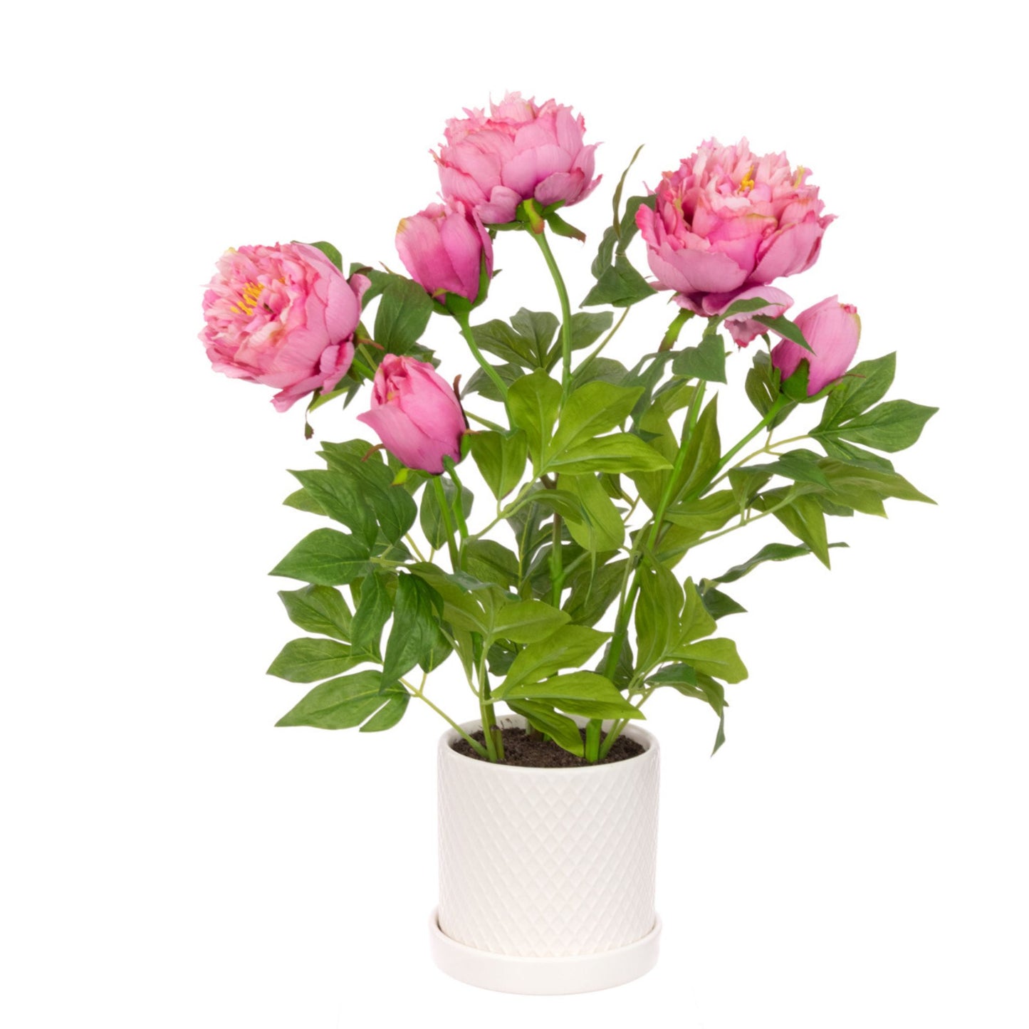 Peony in White Pot