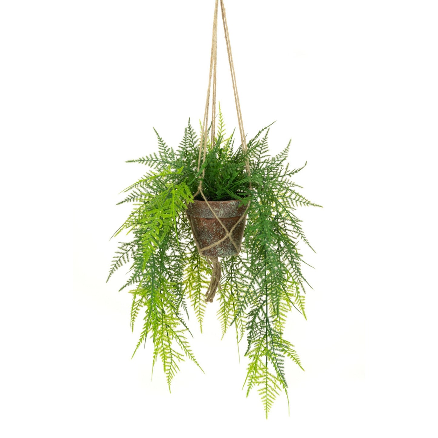 Hanging Fern in Terracotta Pot