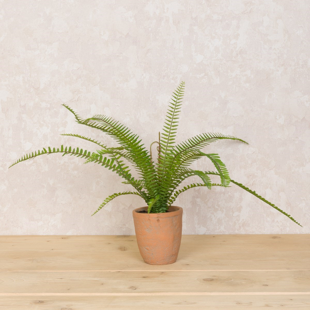 A potted Boston Fern with light green leafy foliage in a terracotta pot against a white background.