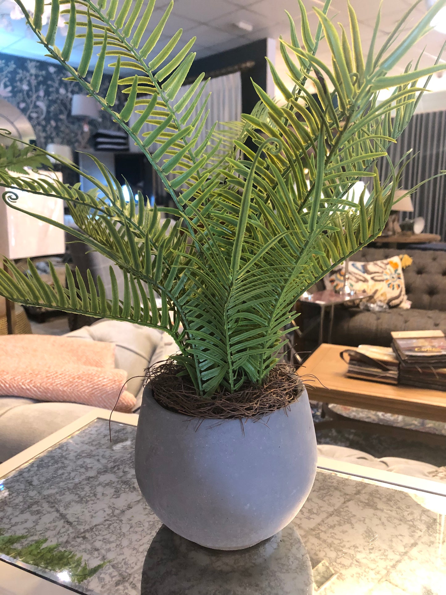 POTTED FERN