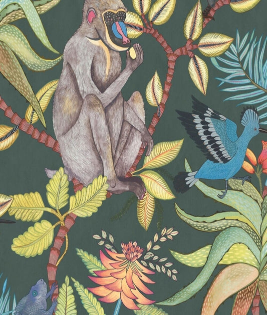 Savuti Monkey Wallpaper