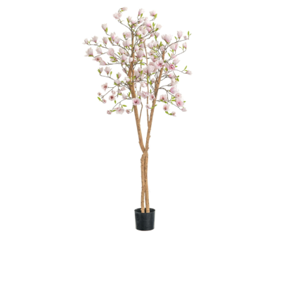 MAGNOLIA TREE