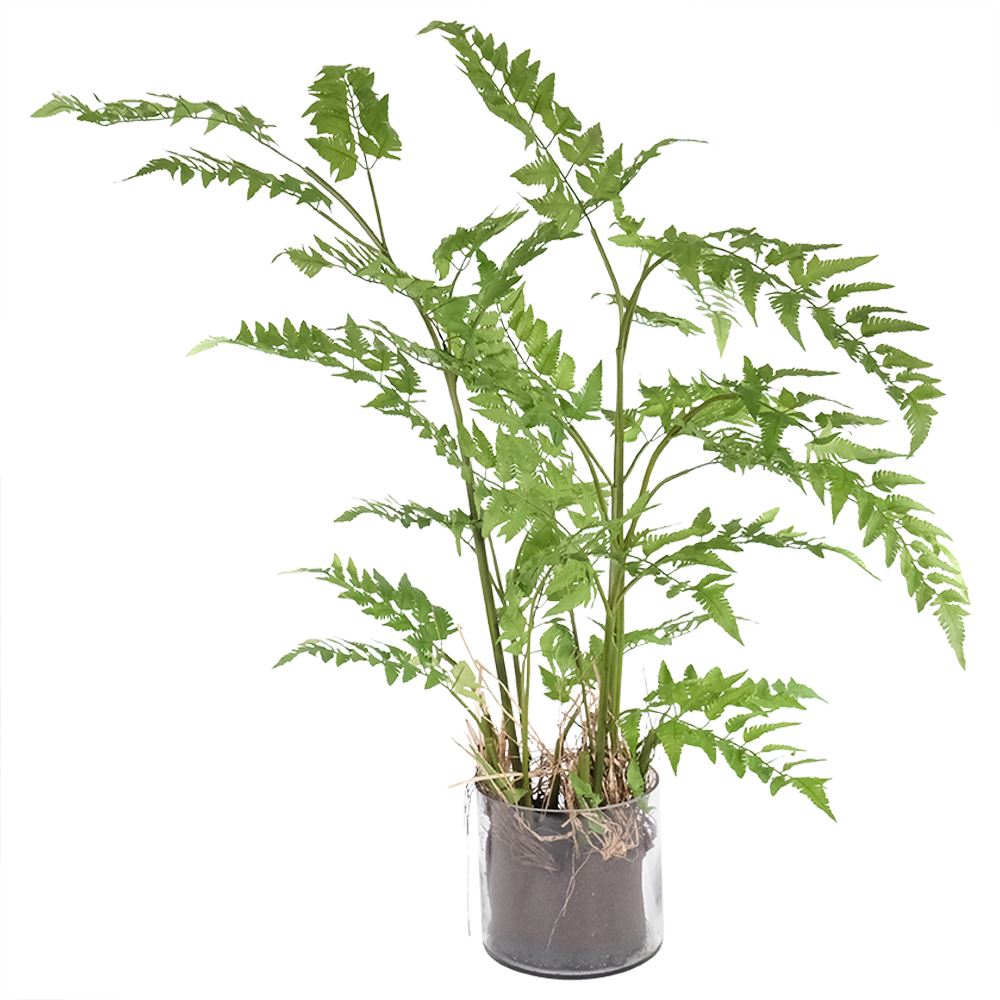 FERN IN GLASS POT