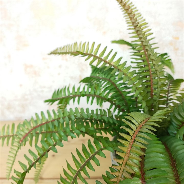 Faux fern green foliage detailed close up image