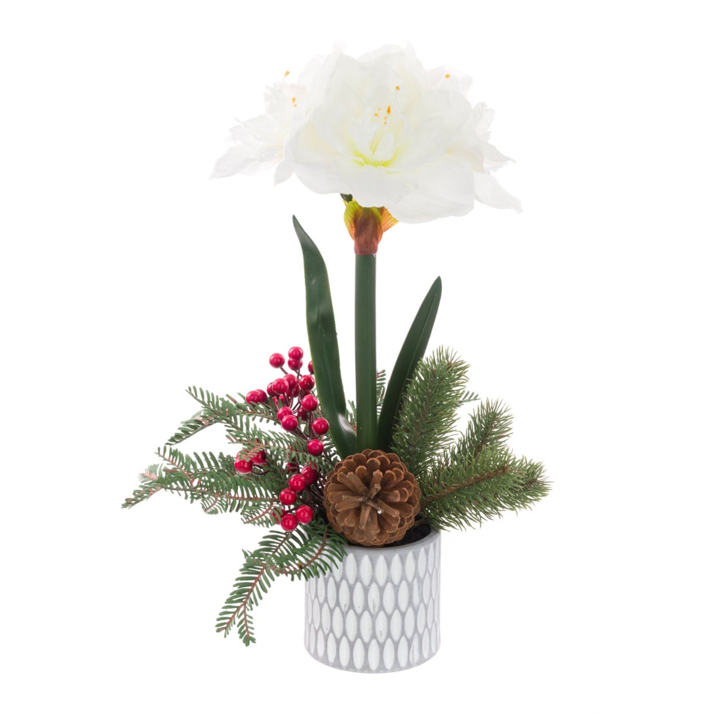 Amaryllis in Geo Pot