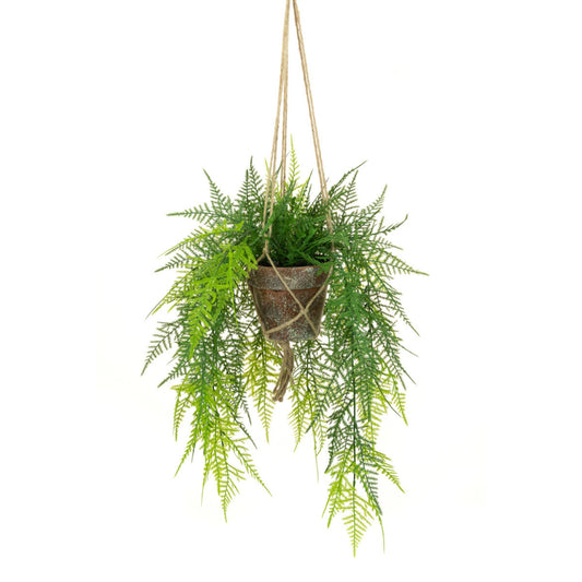 Hanging Fern in Terracotta Pot