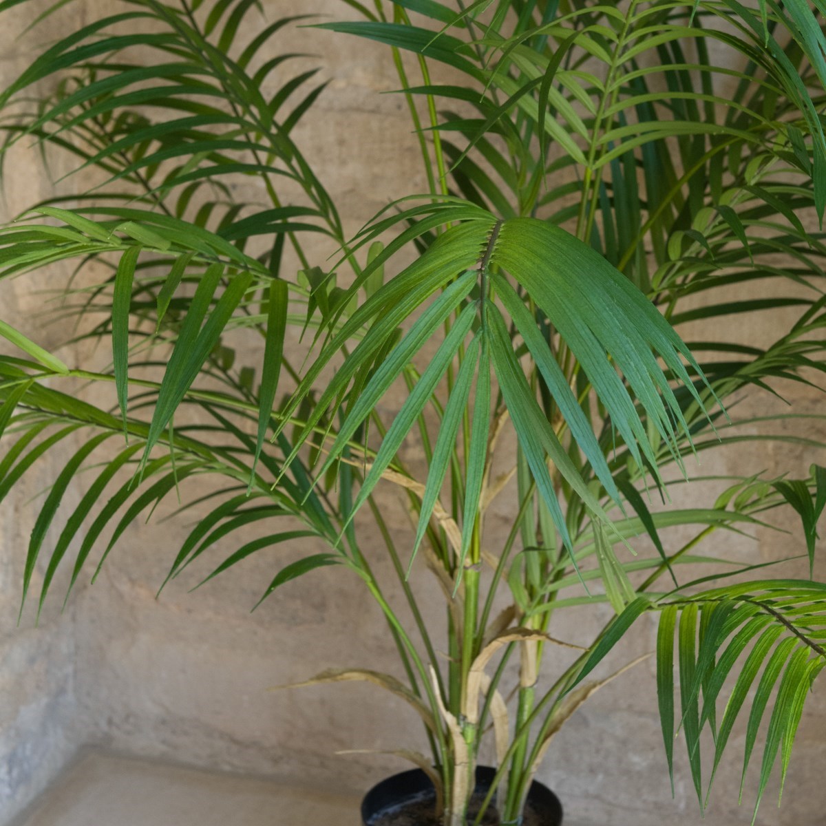 A faux areca palm plant with vibrant green leaves in a black pot, close up detail of green leaves 