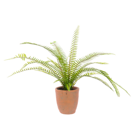 A potted Boston Fern with light green leafy foliage in a terracotta pot against a white background.
