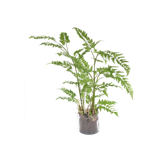 FERN IN GLASS POT