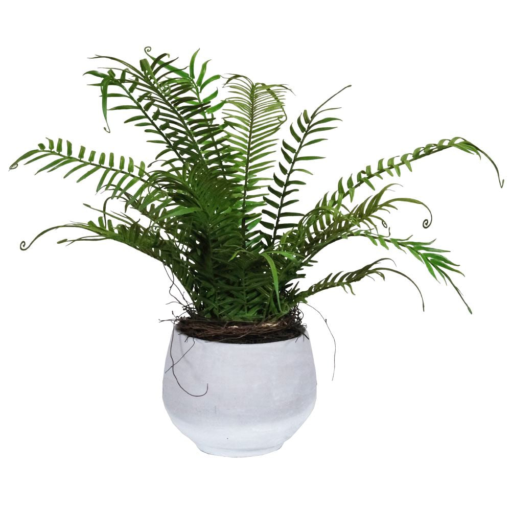 POTTED FERN