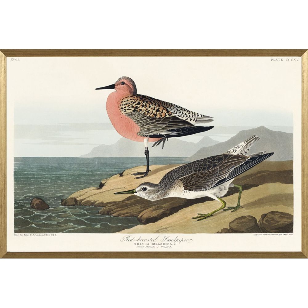 FRAMED BIRD ART